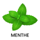 Menthe